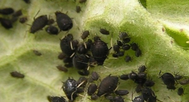 Jak se vypořádat s mšicemi na okurkách s lidovými prostředky